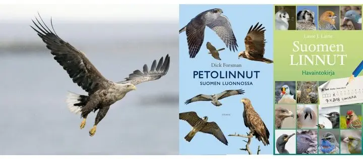 Uutuuskirjoista tietoa lintujen havainnoinnista ja tunnistamisesta